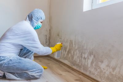 Mold Remediation Teams